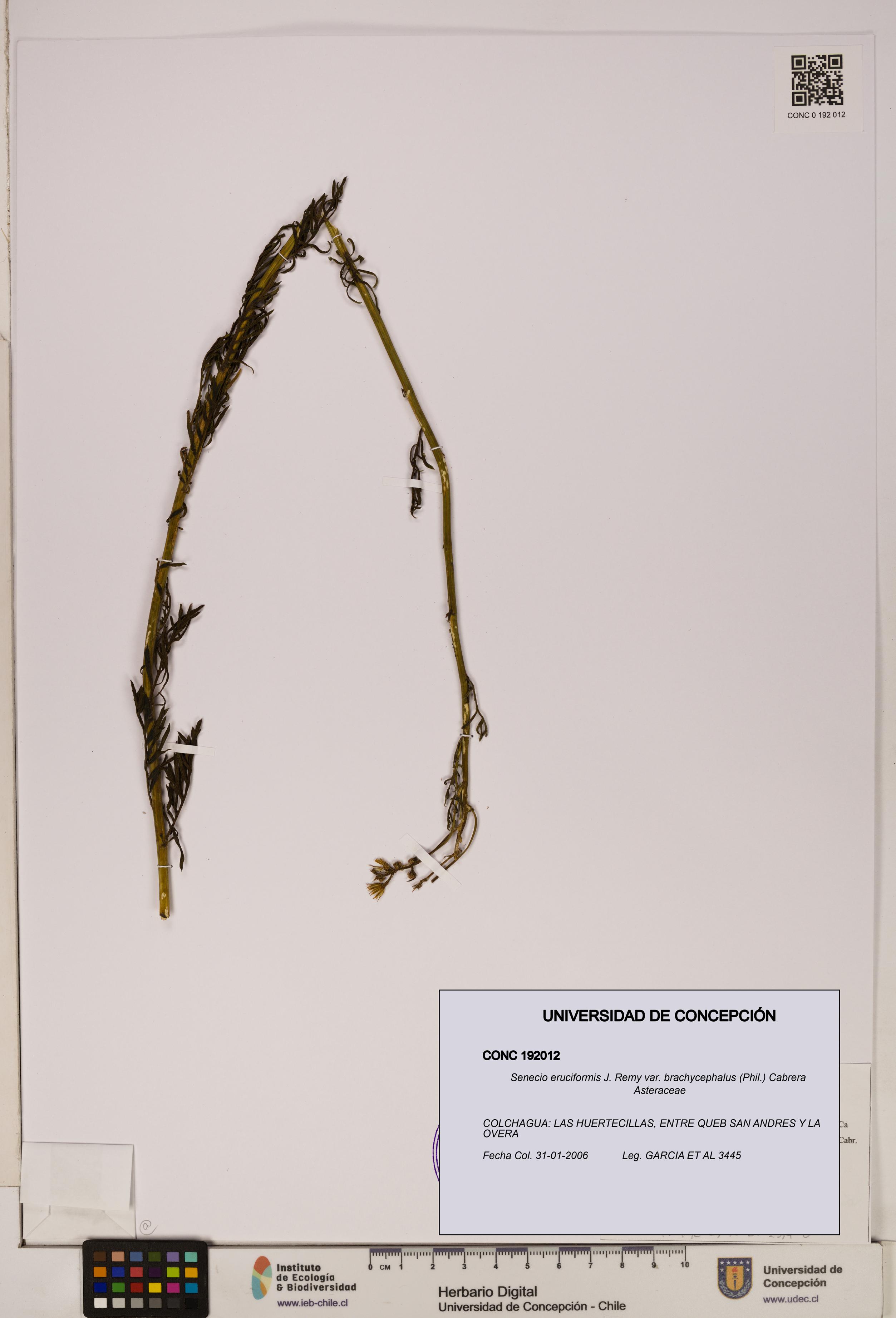 Senecio eruciformis var. brachycephalus [Espécimen: UDEC:CONC:0192012]