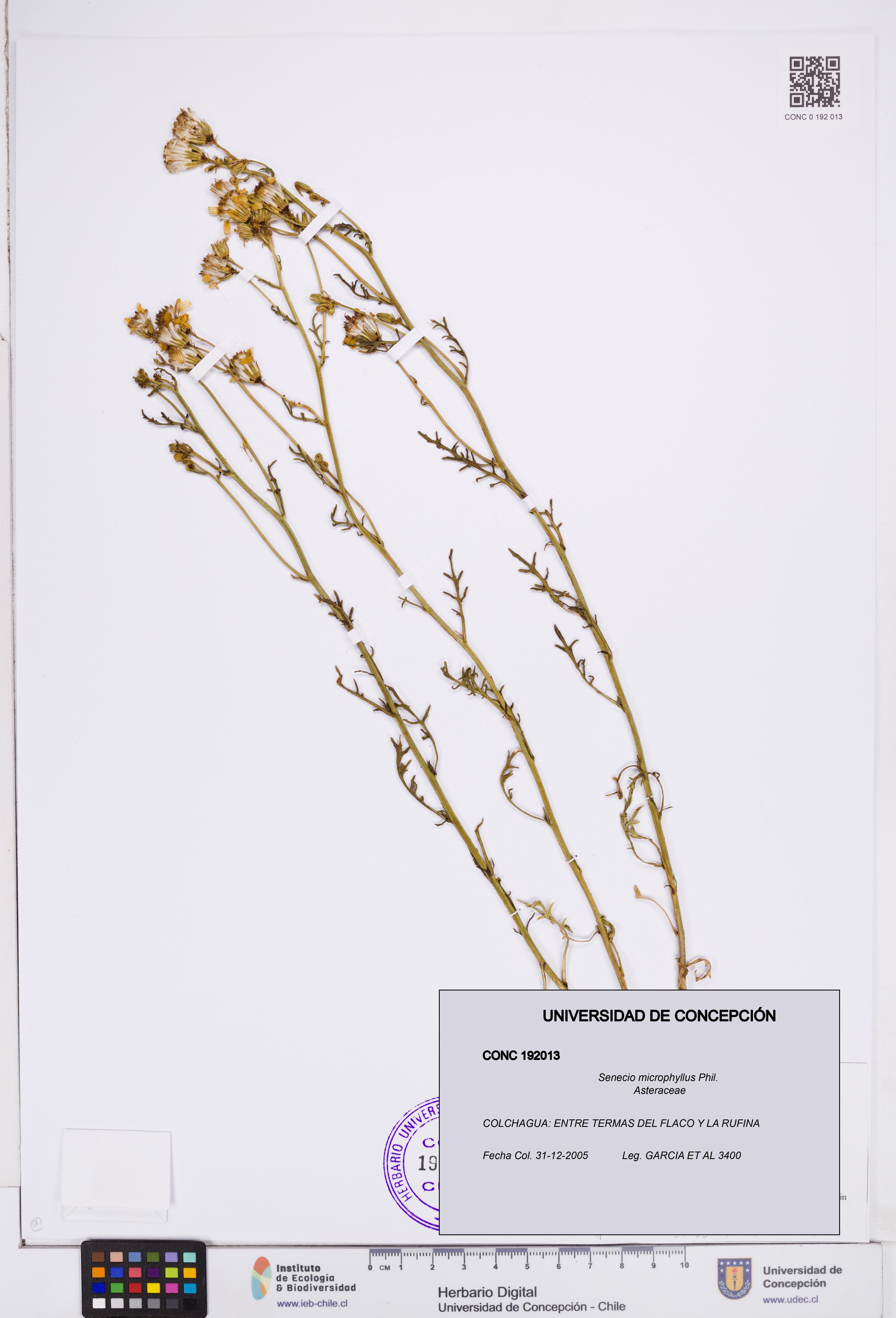 Senecio microphyllus [Espécimen: ]