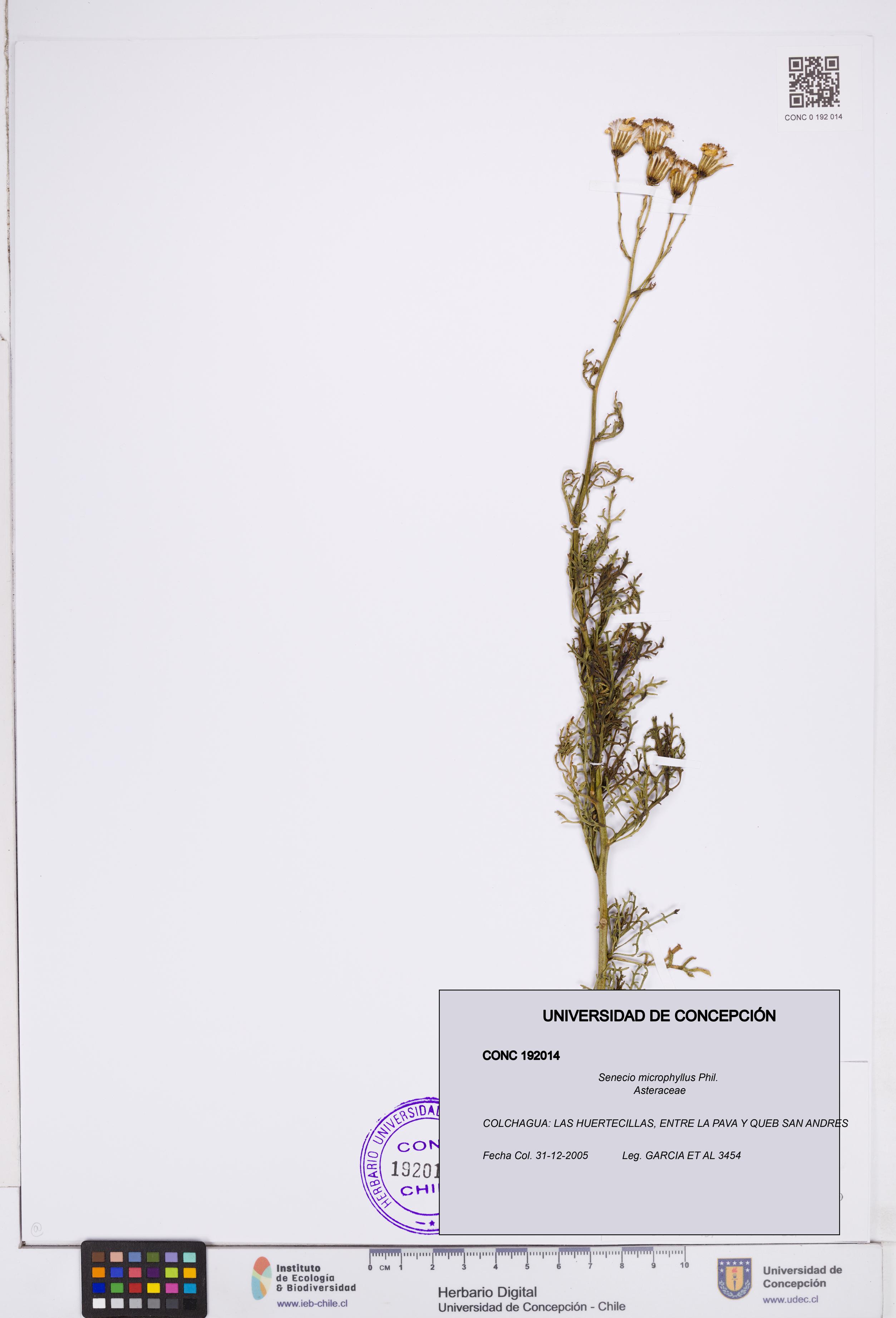Senecio microphyllus [Espécimen: ]