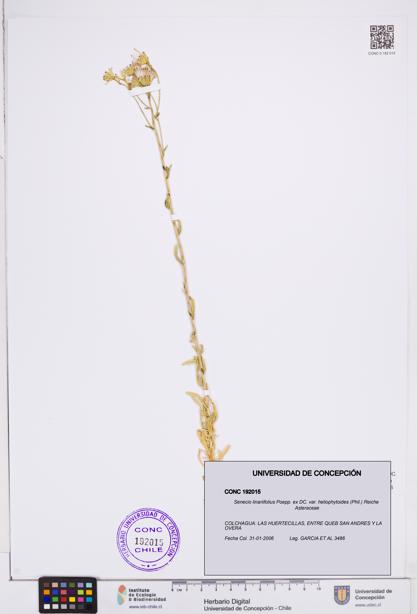 Senecio linariifolius var. heliophytoides [Espécimen: ]
