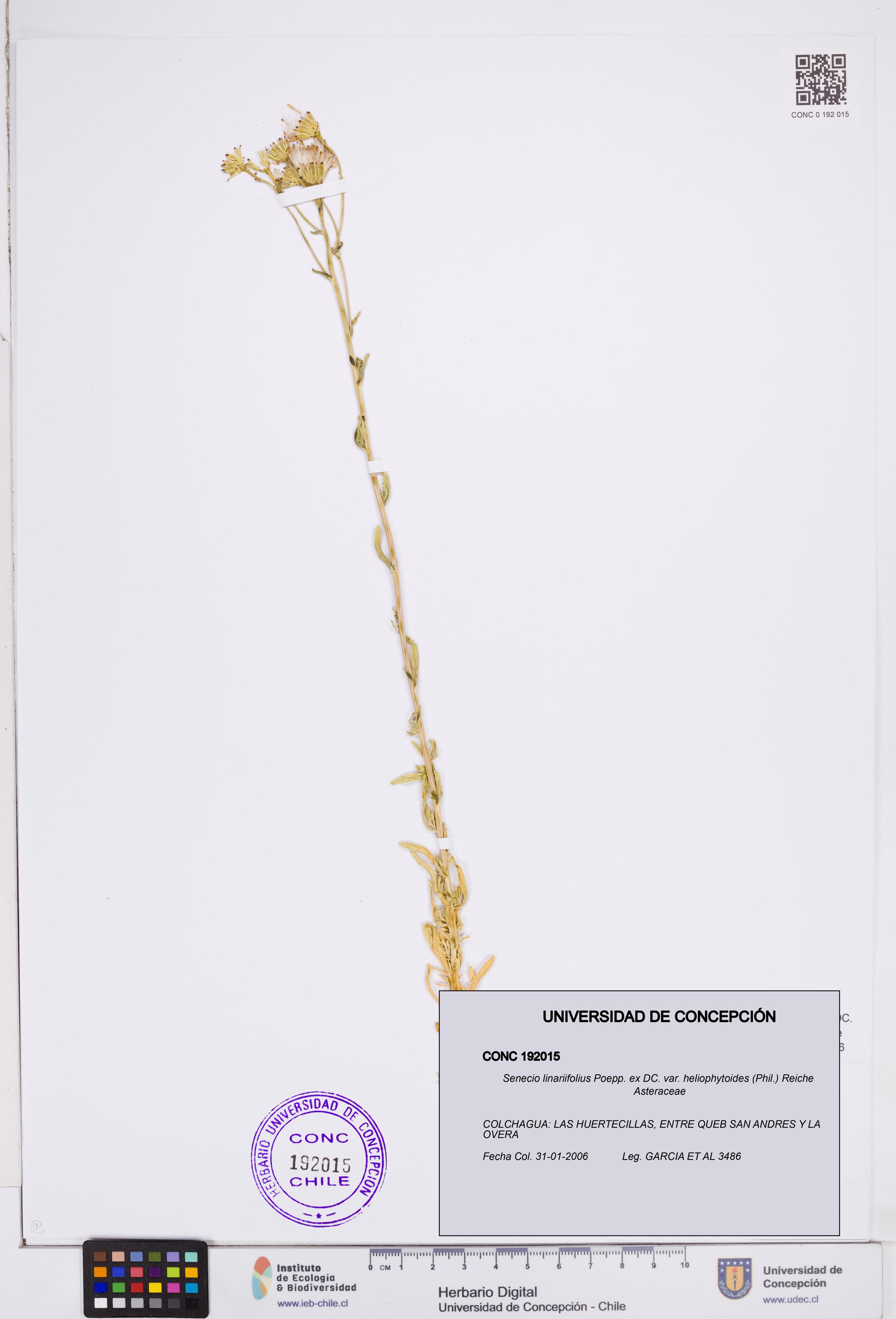 Senecio linariifolius var. heliophytoides [Espécimen: ]