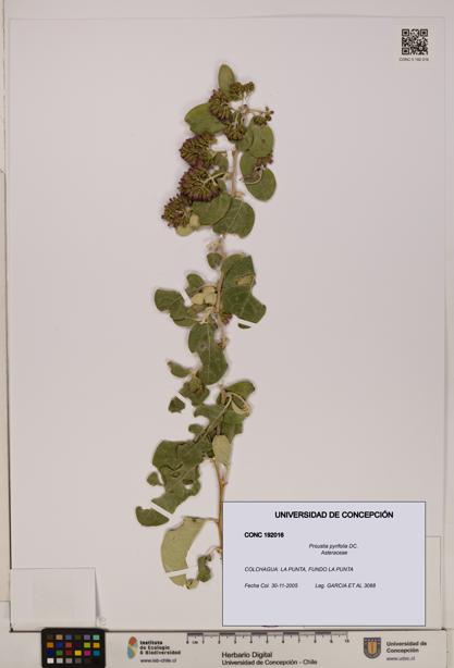 Proustia pyrifolia [Espécimen: UDEC:CONC:0192016]
