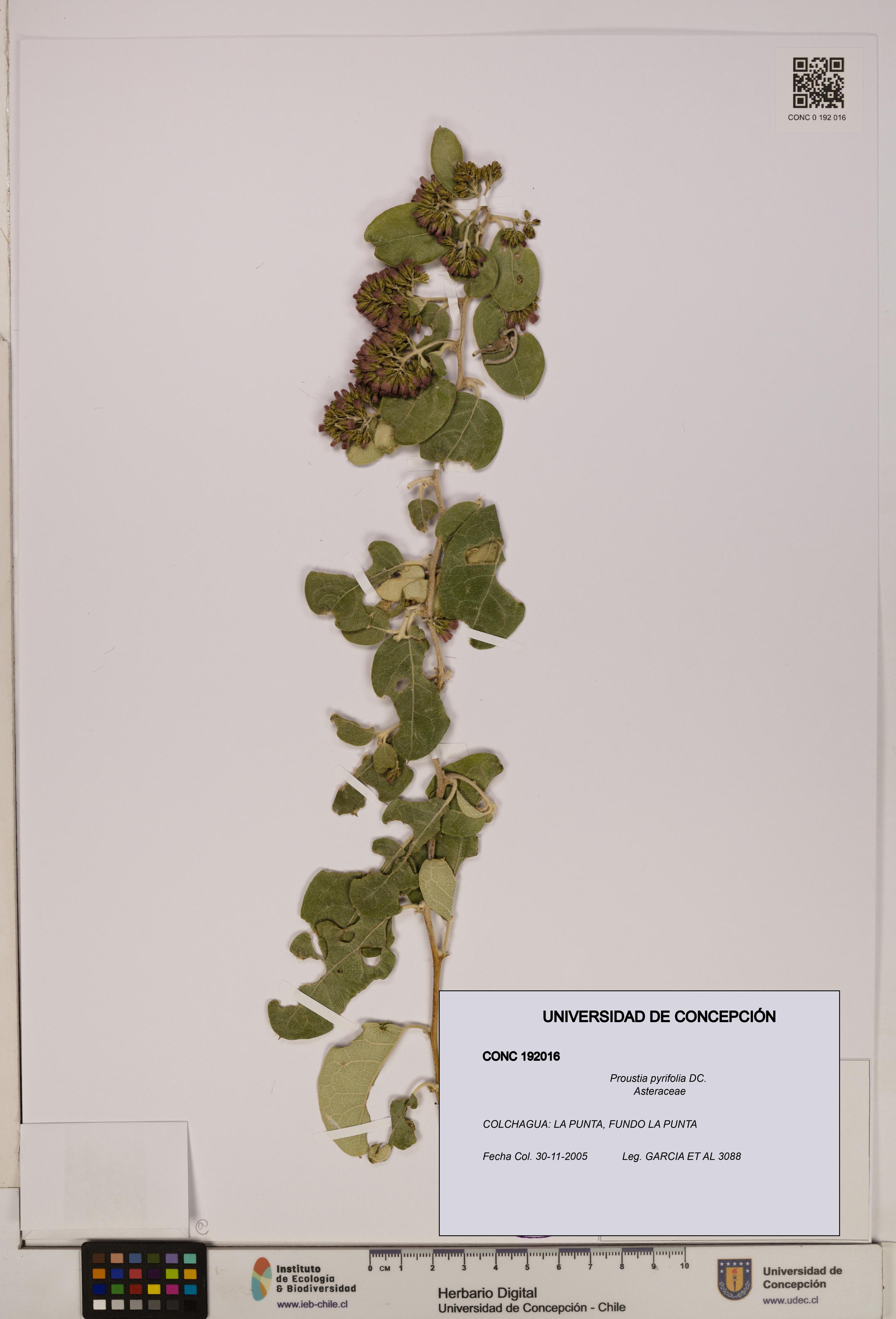 Proustia pyrifolia [Espécimen: UDEC:CONC:0192016]