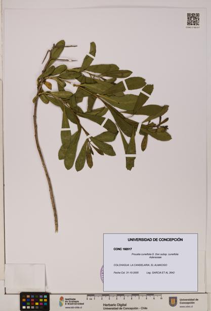 Proustia cuneifolia subsp. cuneifolia [Espécimen: UDEC:CONC:0192017]