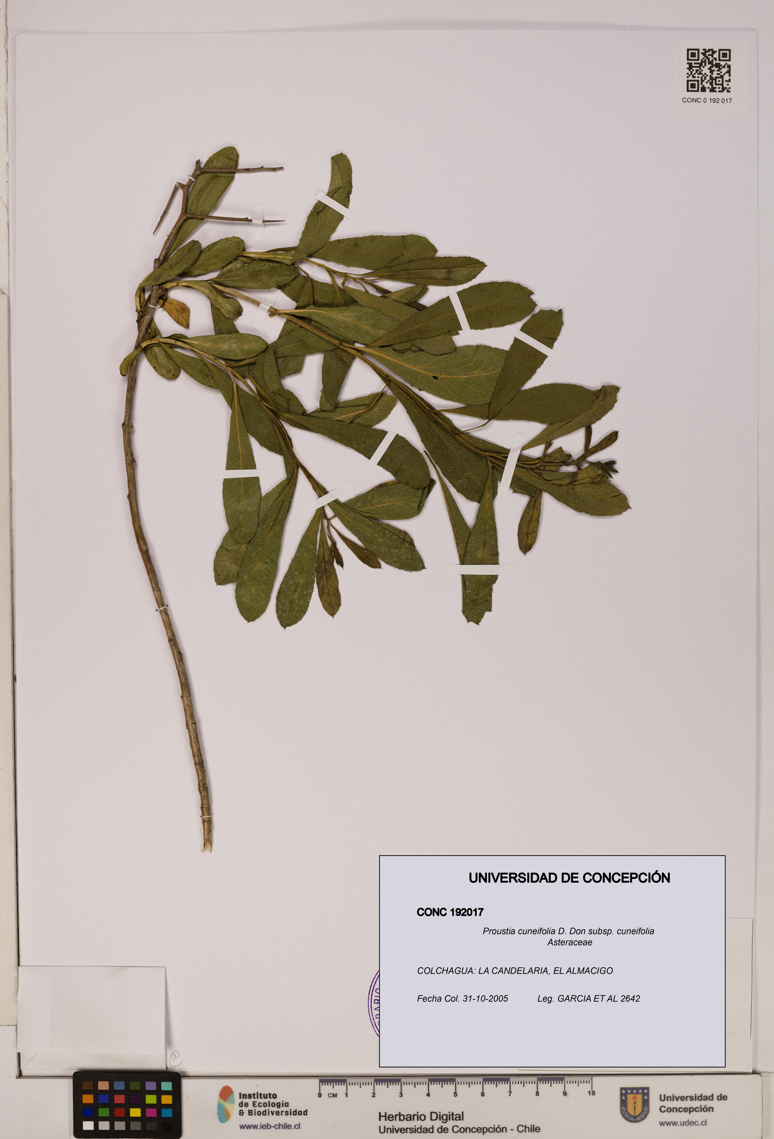 Proustia cuneifolia subsp. cuneifolia [Espécimen: UDEC:CONC:0192017]