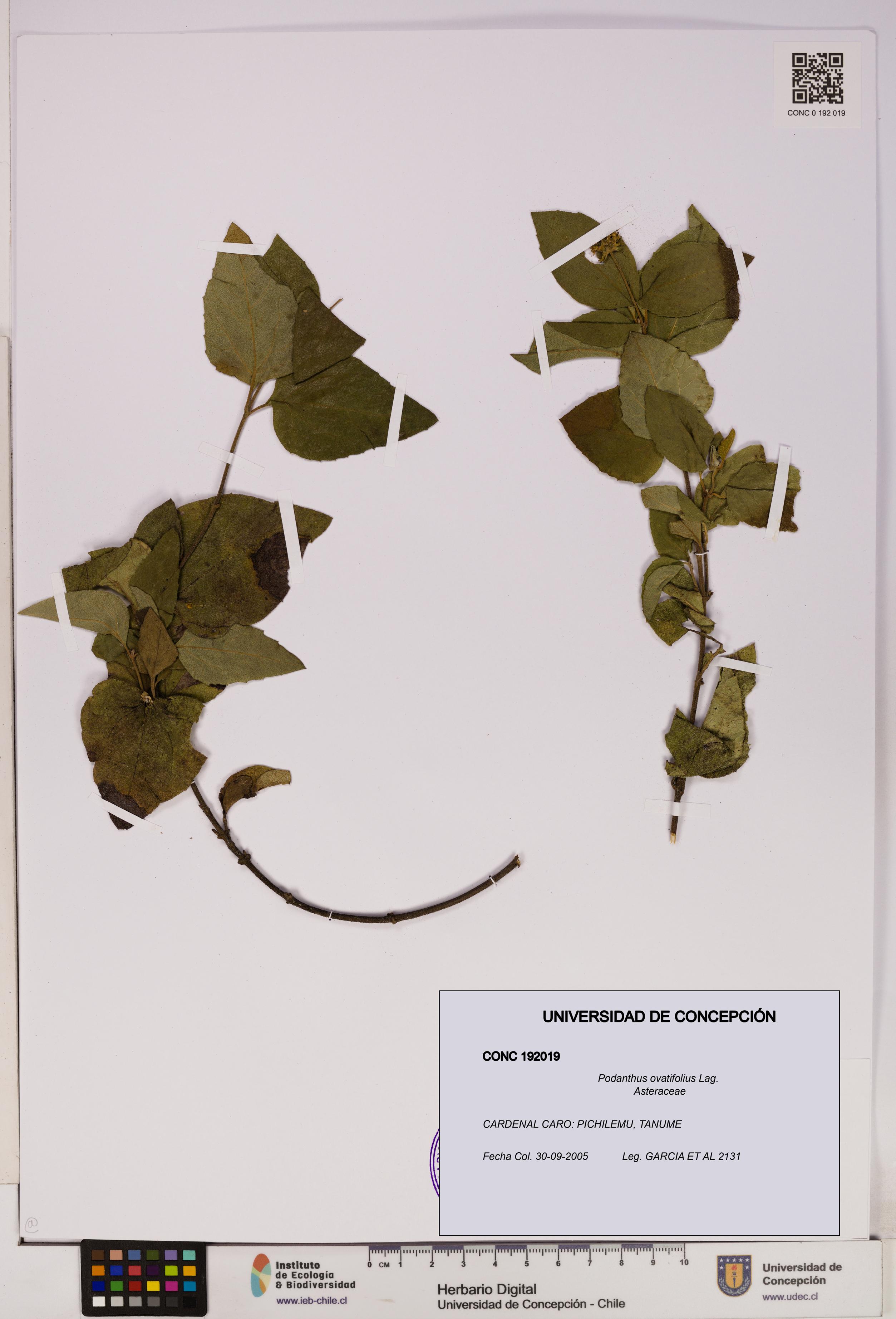 Podanthus ovatifolius [Espécimen: ]