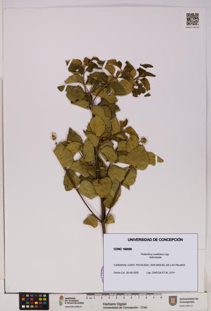 Podanthus ovatifolius [Espécimen: ]