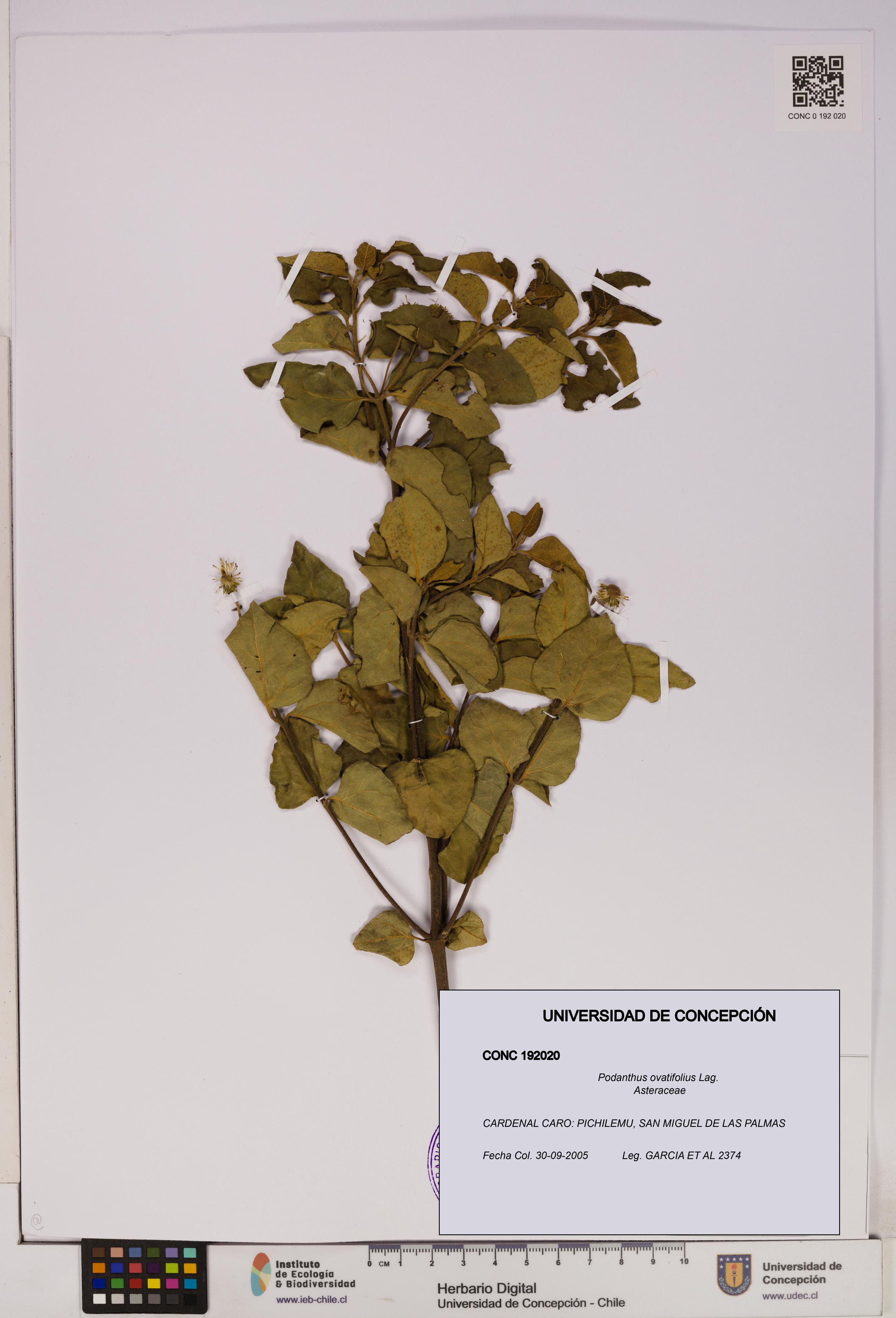 Podanthus ovatifolius [Espécimen: ]