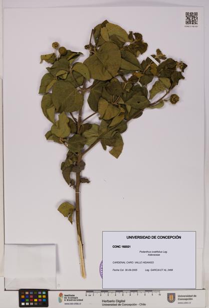 Podanthus ovatifolius [Espécimen: ]