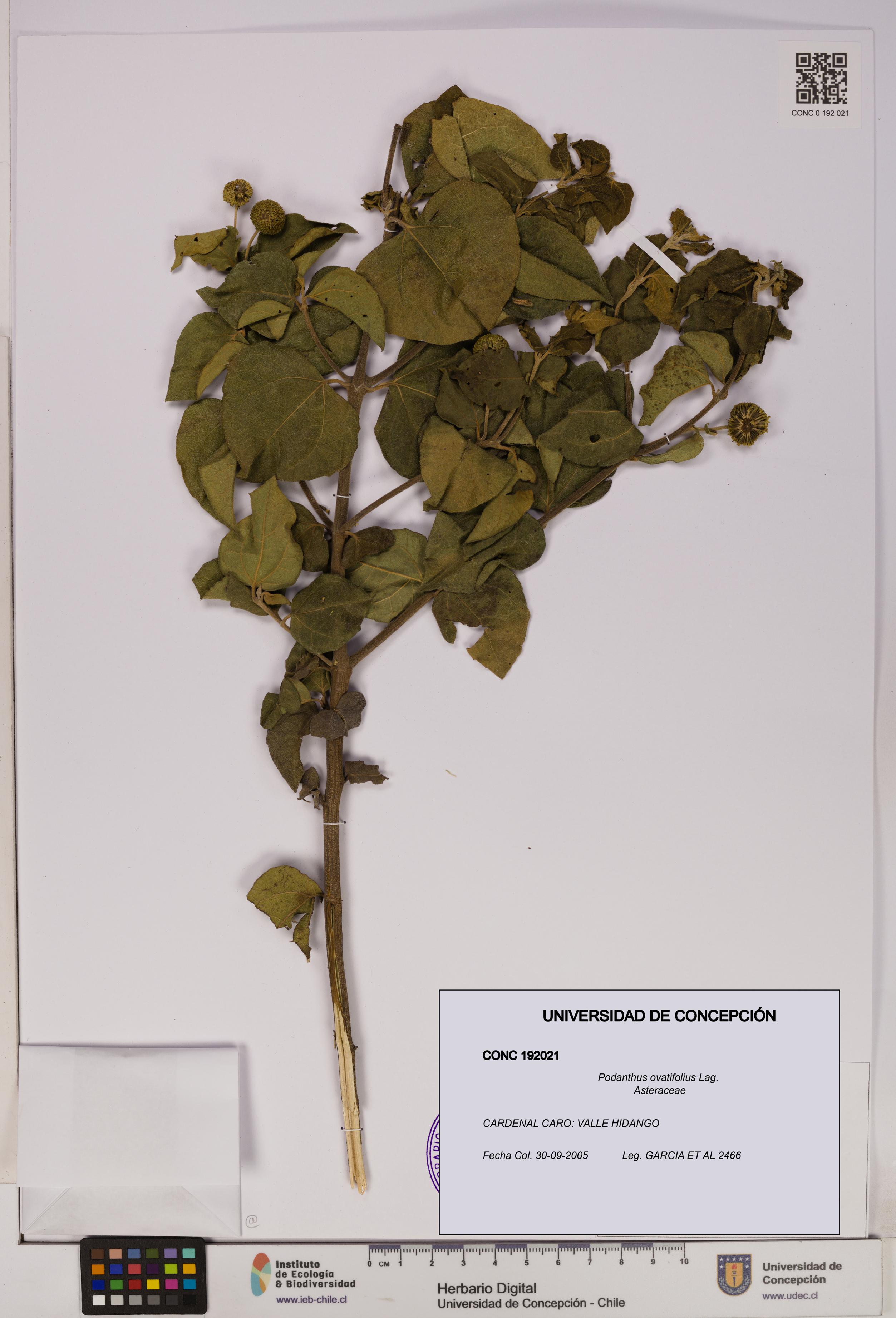 Podanthus ovatifolius [Espécimen: ]