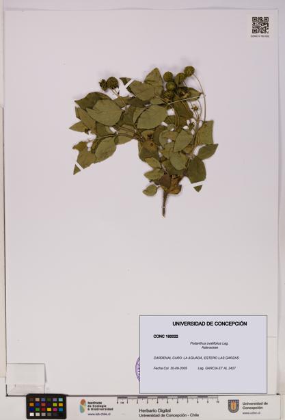 Podanthus ovatifolius [Espécimen: ]
