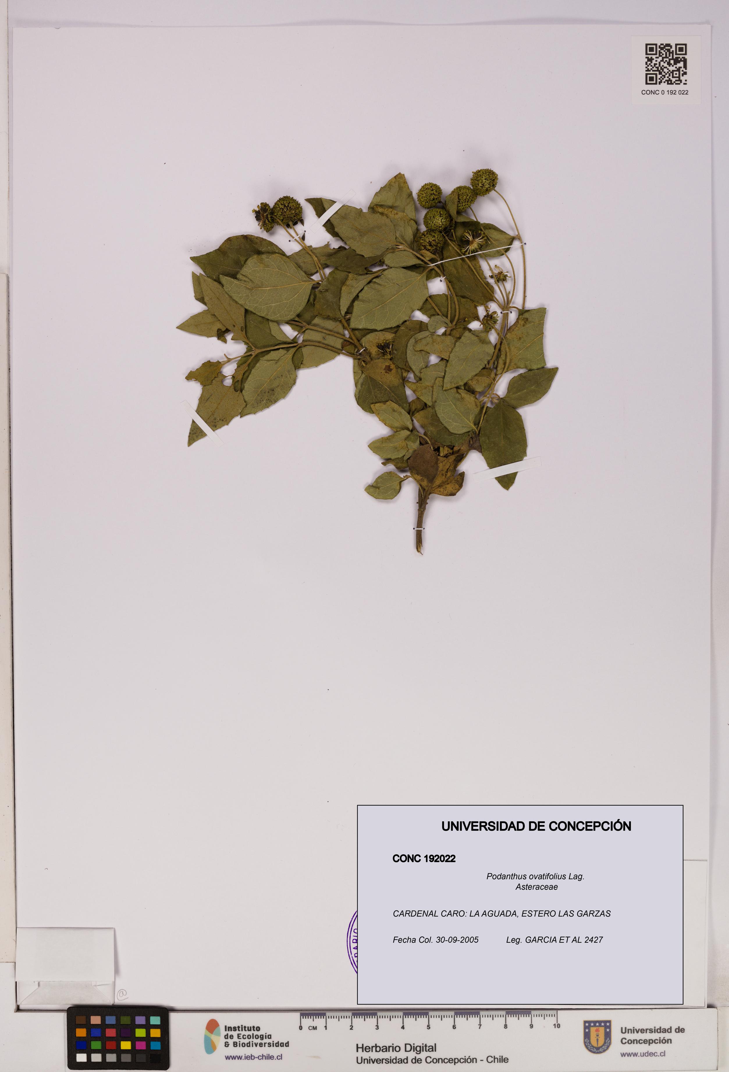 Podanthus ovatifolius [Espécimen: ]