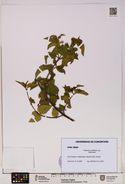 Podanthus ovatifolius [Espécimen: ]