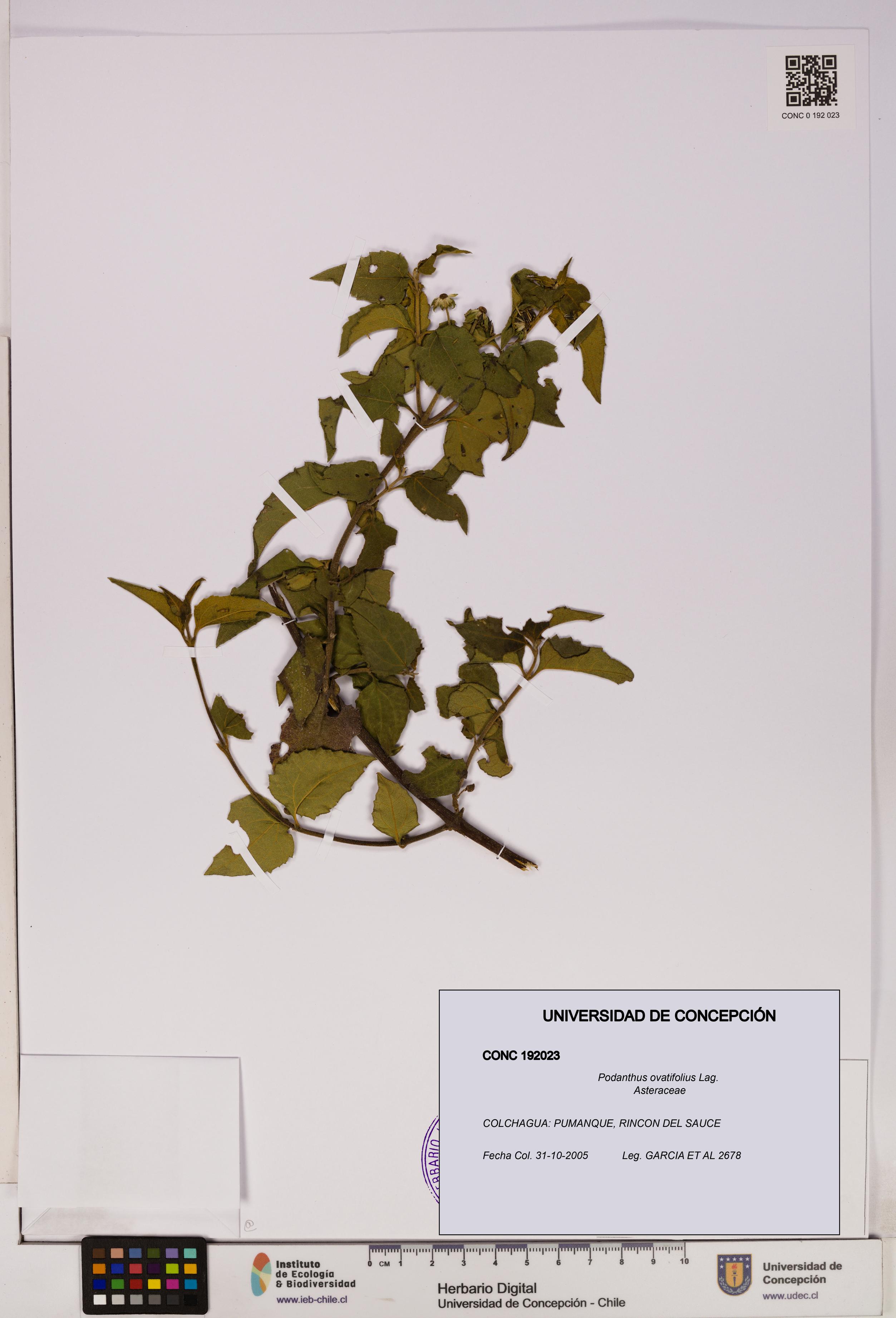Podanthus ovatifolius [Espécimen: ]