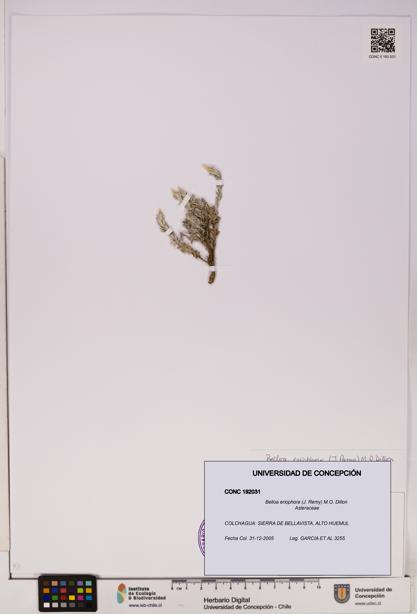 Belloa eriophora [Espécimen: UDEC:CONC:0192031]