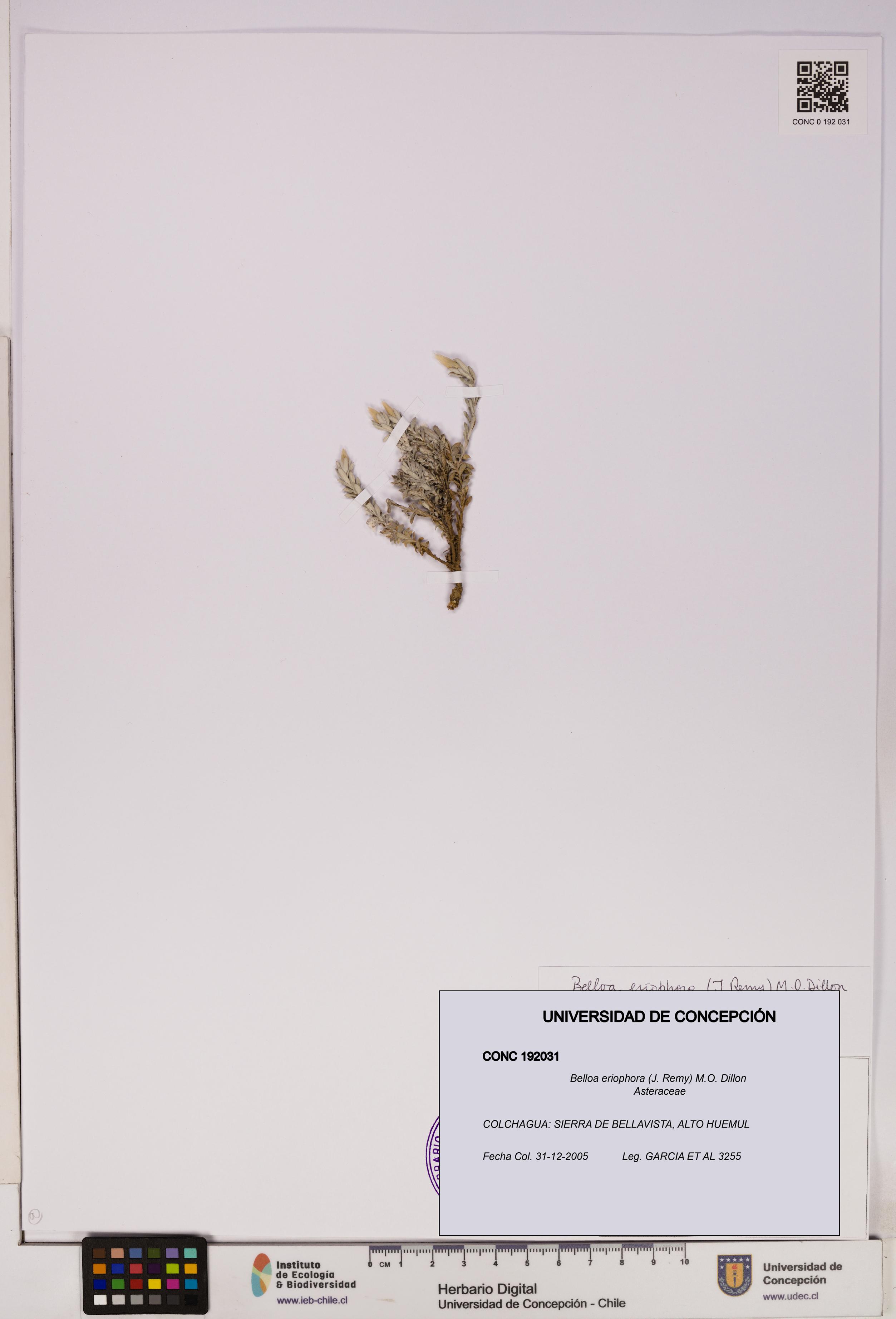 Belloa eriophora [Espécimen: UDEC:CONC:0192031]