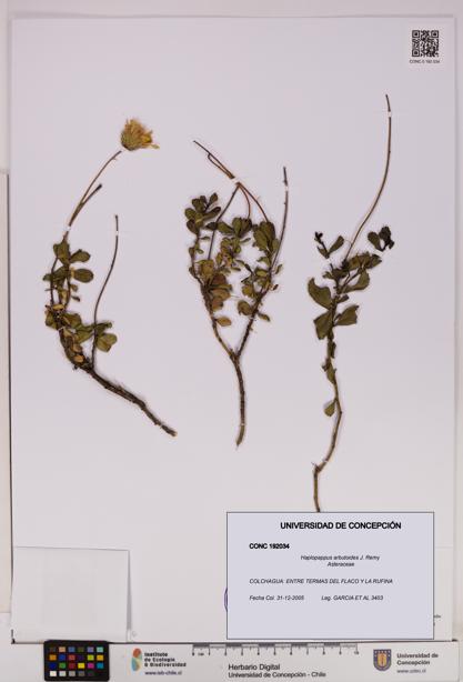 Haplopappus arbutoides [Espécimen: UDEC:CONC:0192034]