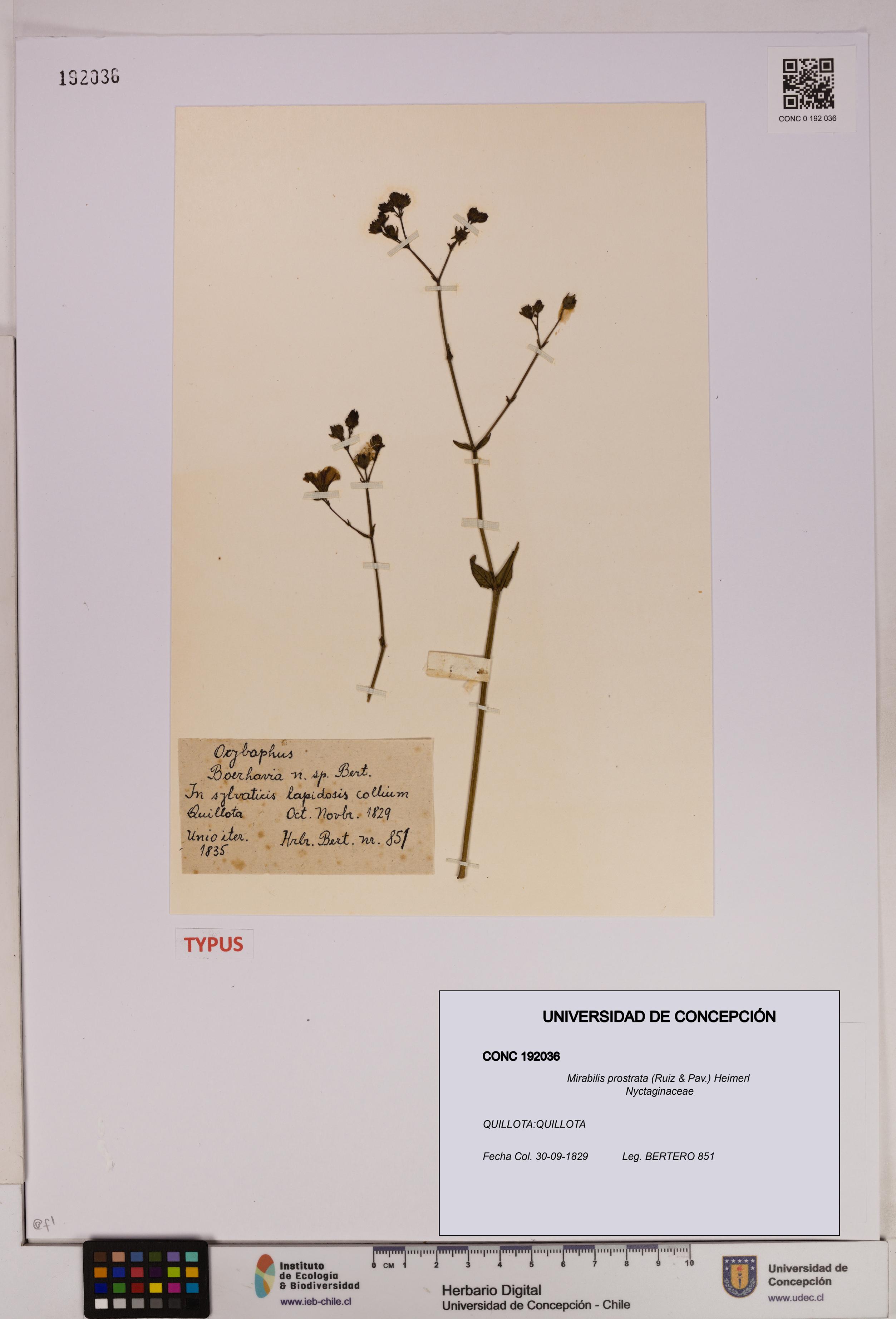 Mirabilis prostrata [Espécimen: UDEC:CONC:0192036]