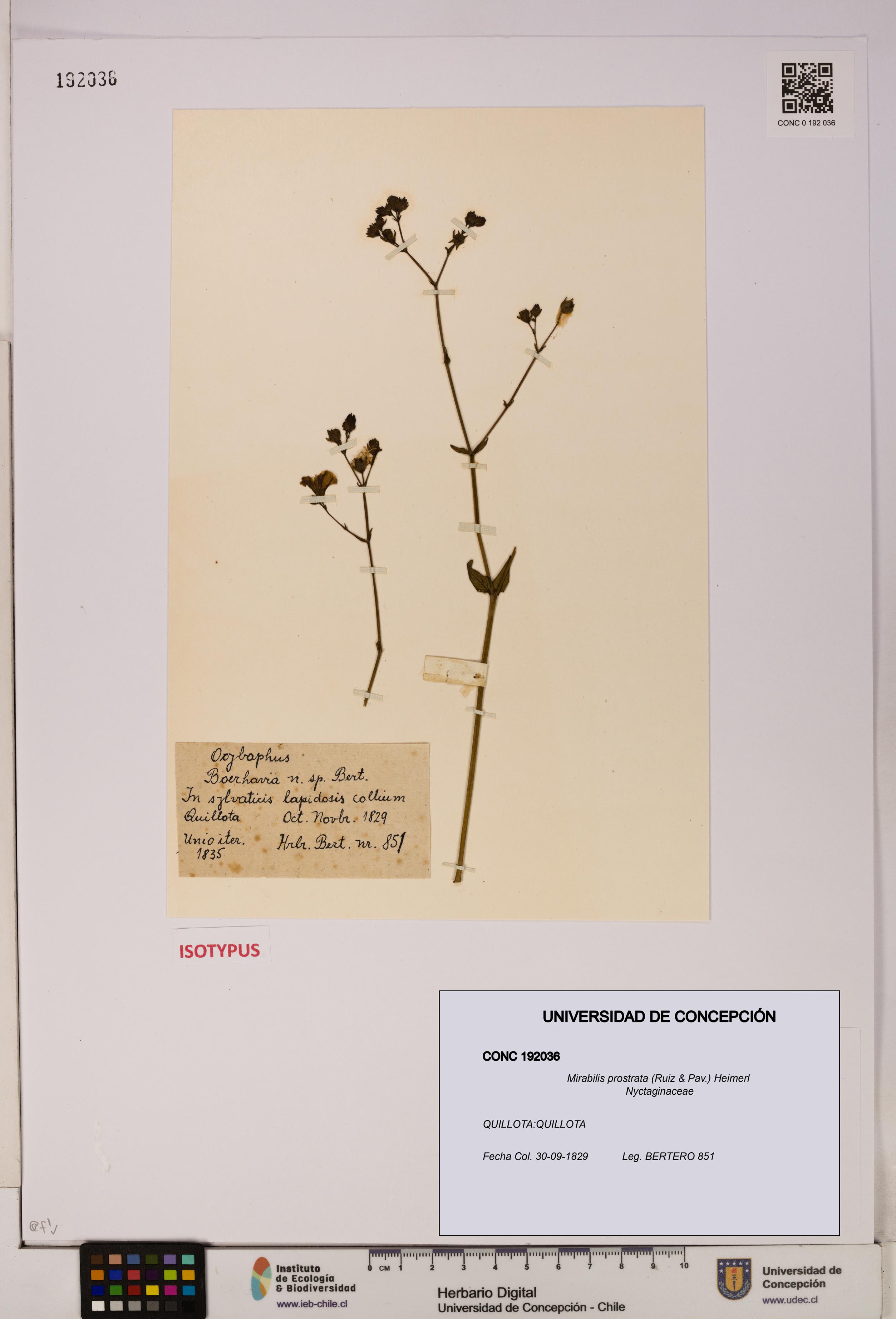 Mirabilis prostrata [Espécimen: UDEC:CONC:0192036]
