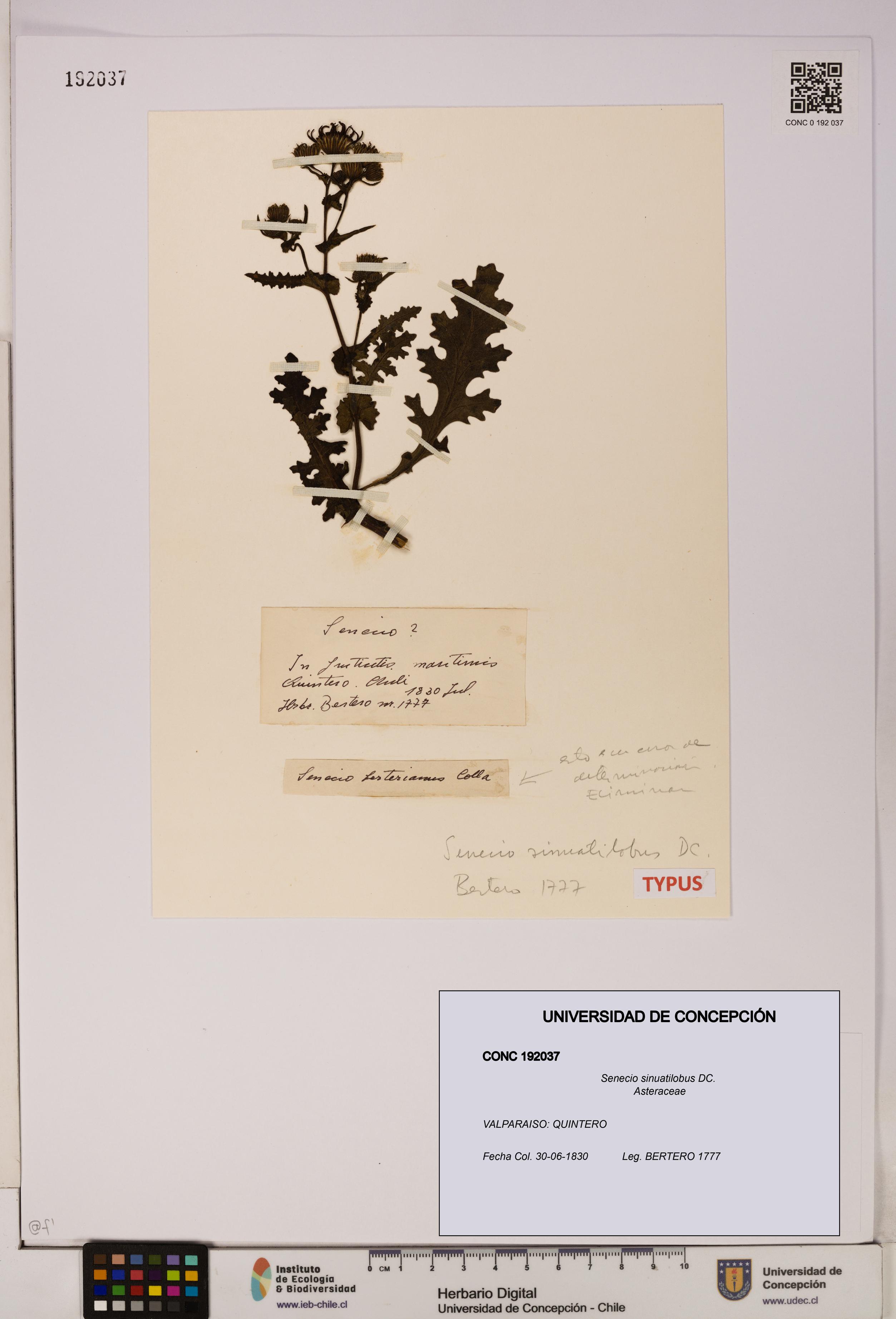 Senecio sinuatilobus [Espécimen: UDEC:CONC:0192037]