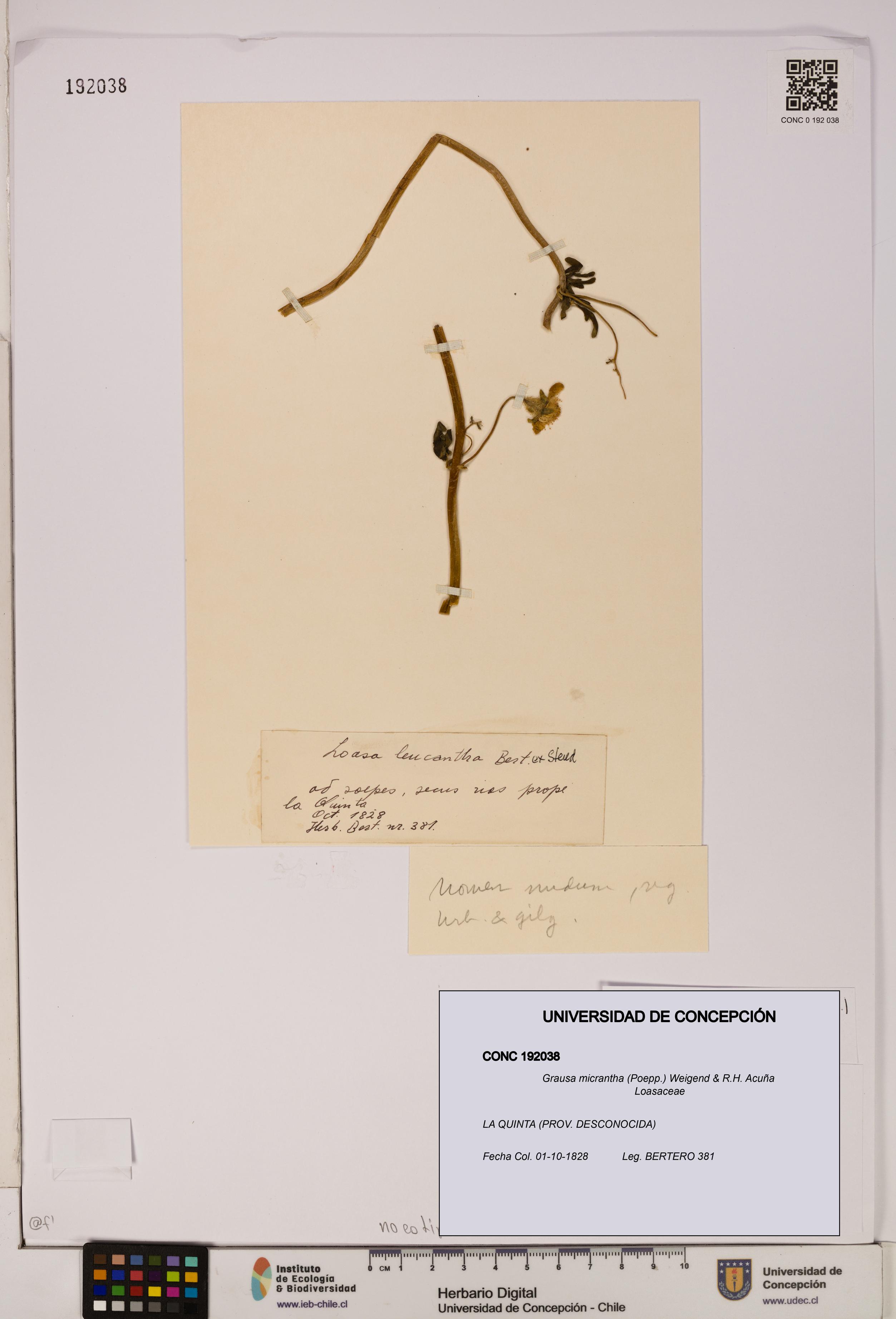 Grausa micrantha [Espécimen: UDEC:CONC:0192038]