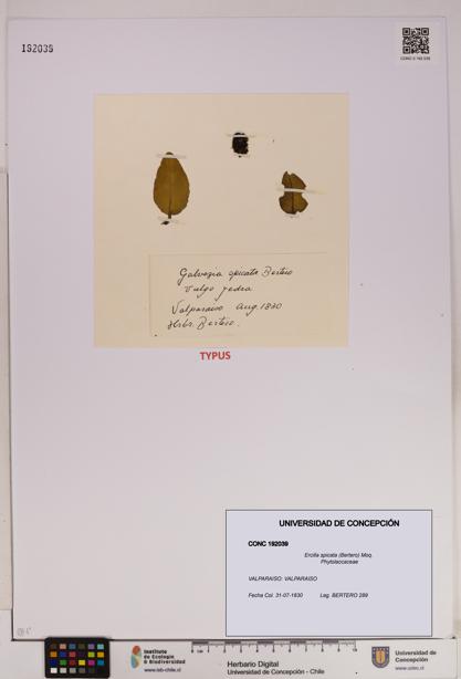 Ercilla spicata [Espécimen: UDEC:CONC:0192039]