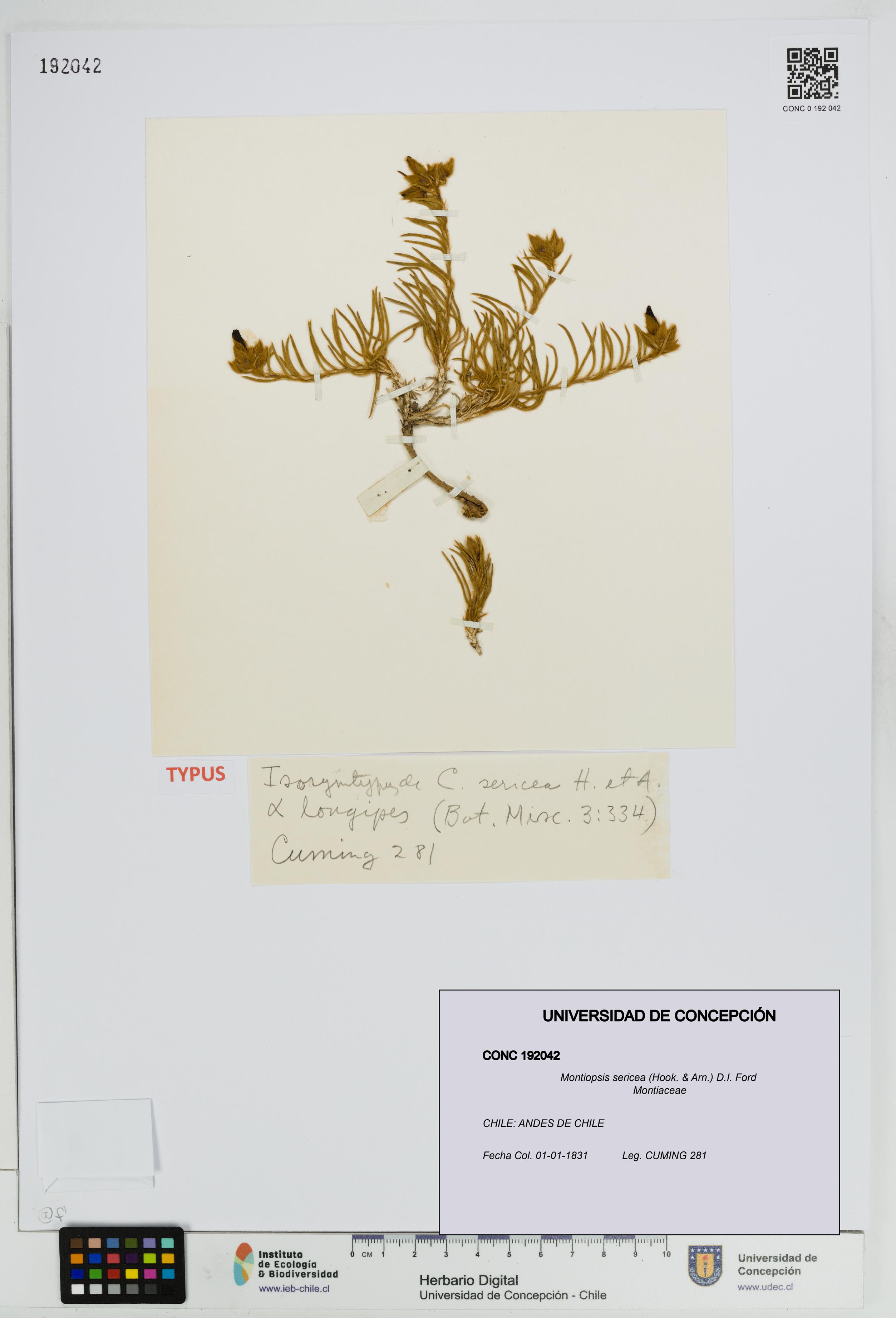 Montiopsis sericea [Espécimen: UDEC:CONC:0192042]