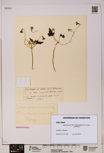 Grausa gayana [Espécimen: UDEC:CONC:0192043]