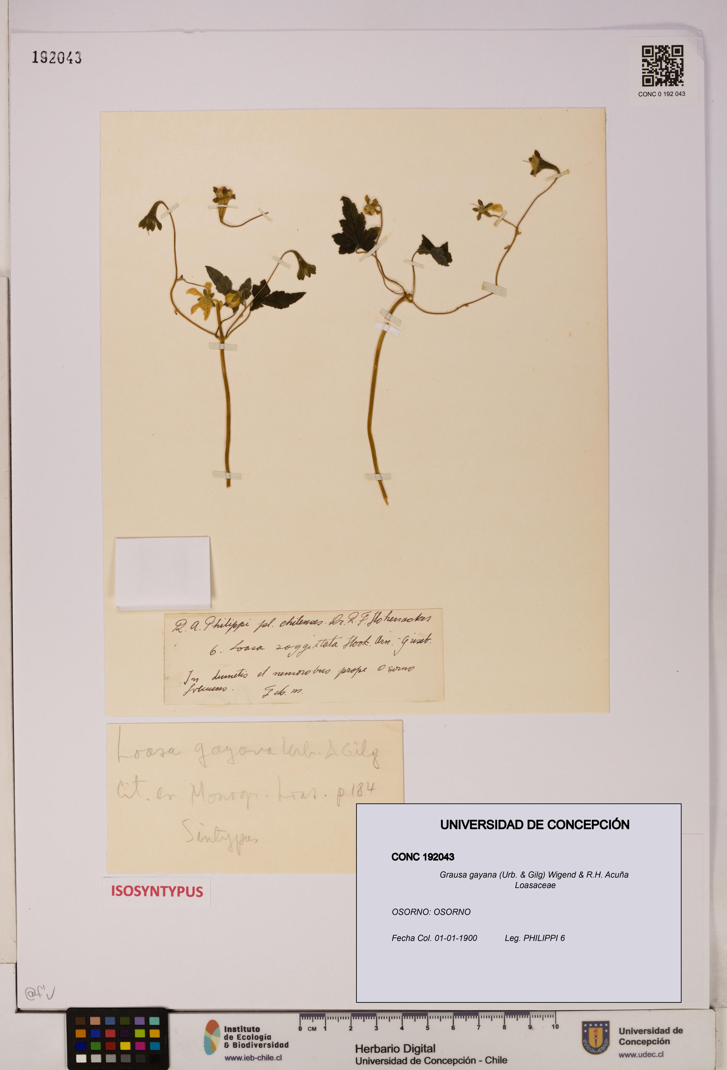 Grausa gayana [Espécimen: UDEC:CONC:0192043]