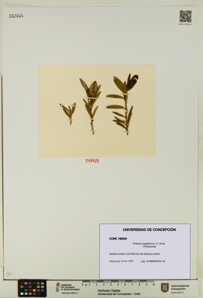 Philesia magellanica [Espécimen: UDEC:CONC:0192044]