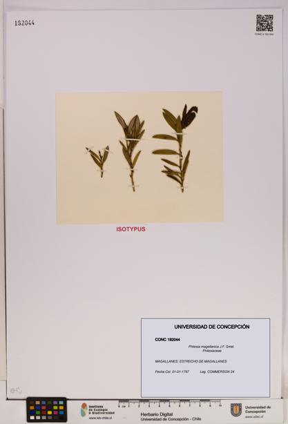 Philesia magellanica [Espécimen: UDEC:CONC:0192044]