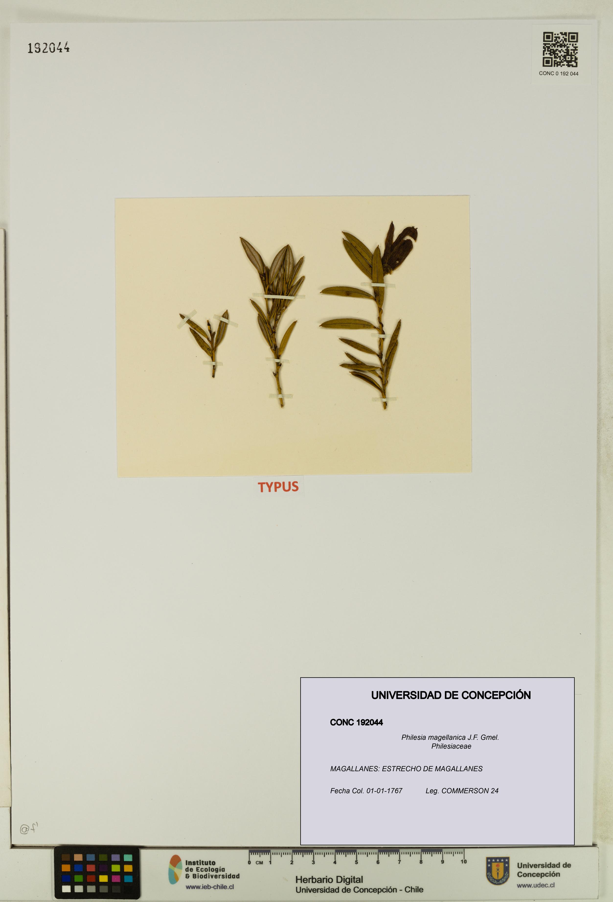 Philesia magellanica [Espécimen: UDEC:CONC:0192044]