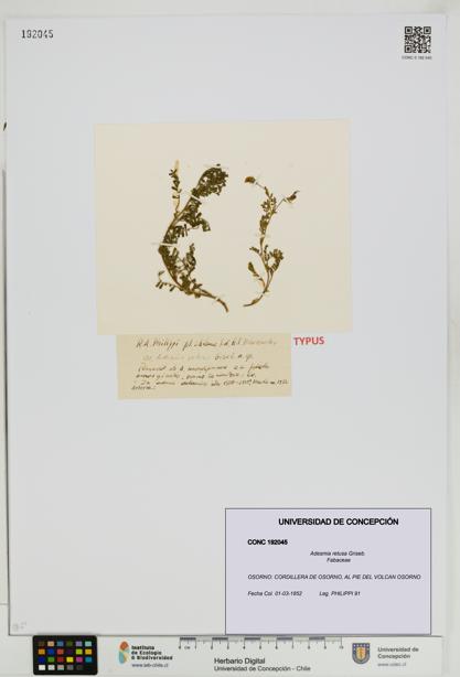 Adesmia retusa [Espécimen: UDEC:CONC:0192045]