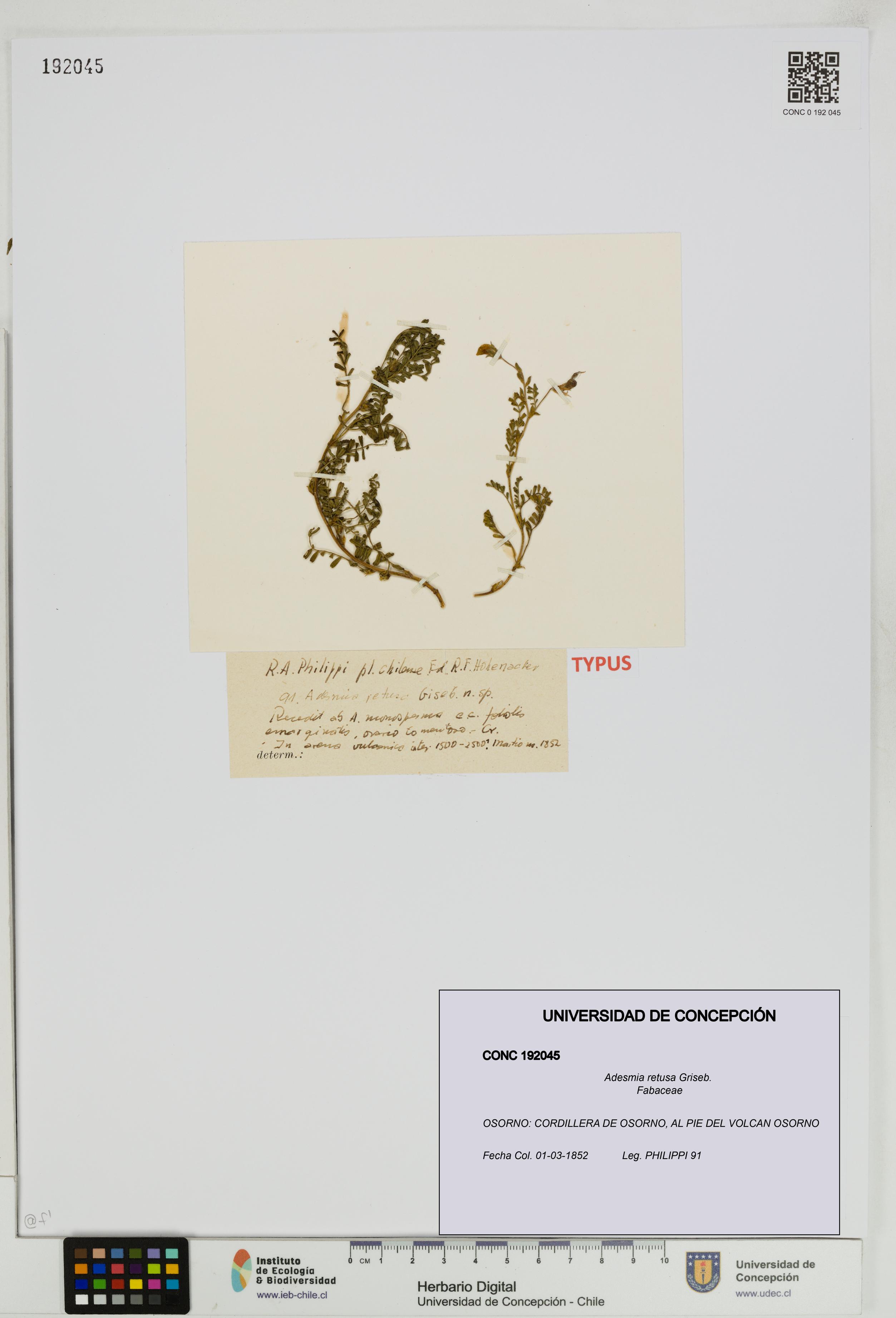 Adesmia retusa [Espécimen: UDEC:CONC:0192045]