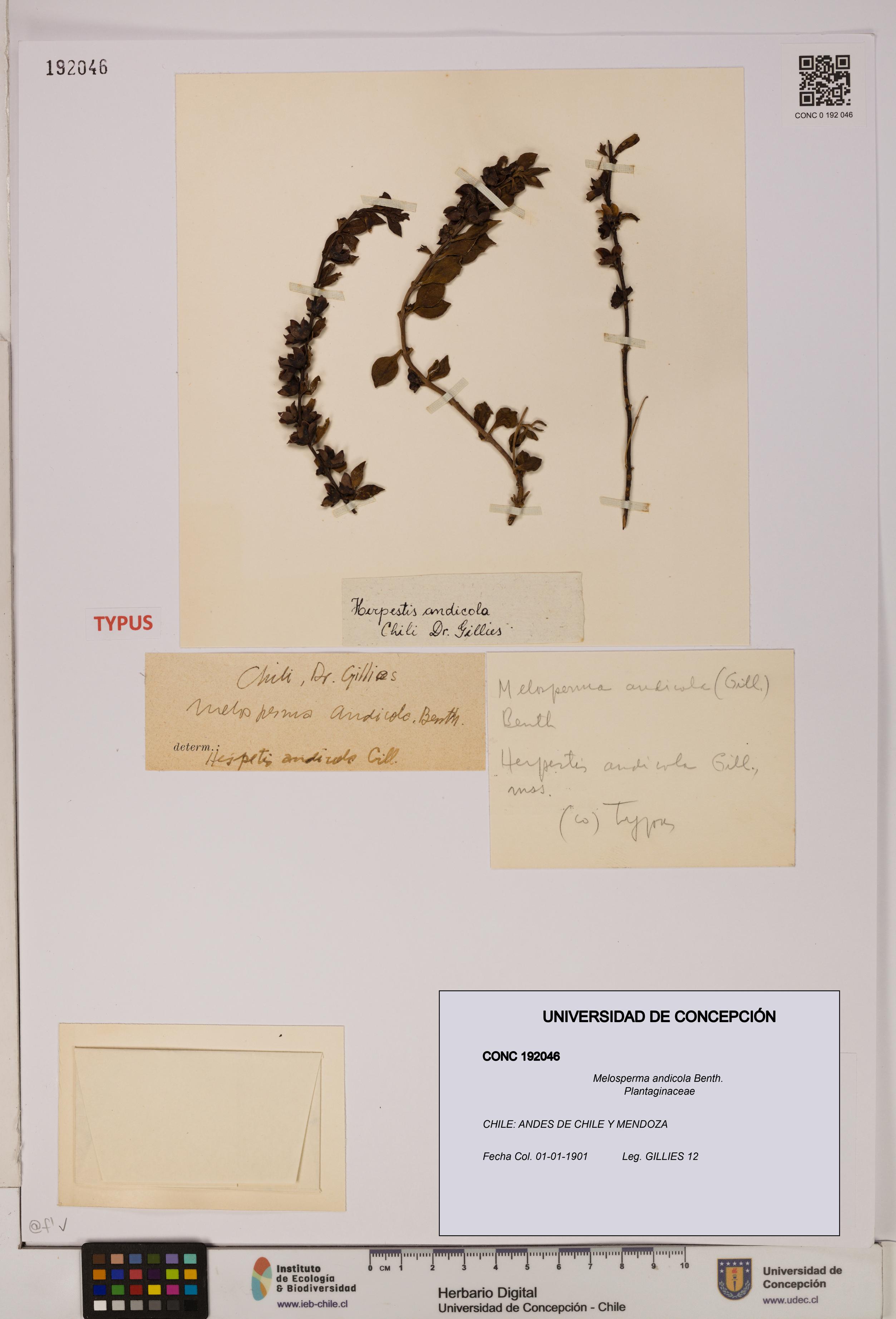 Melosperma andicola [Espécimen: UDEC:CONC:0192046]