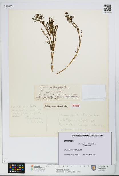 Blennosperma chilense [Espécimen: UDEC:CONC:0192049]