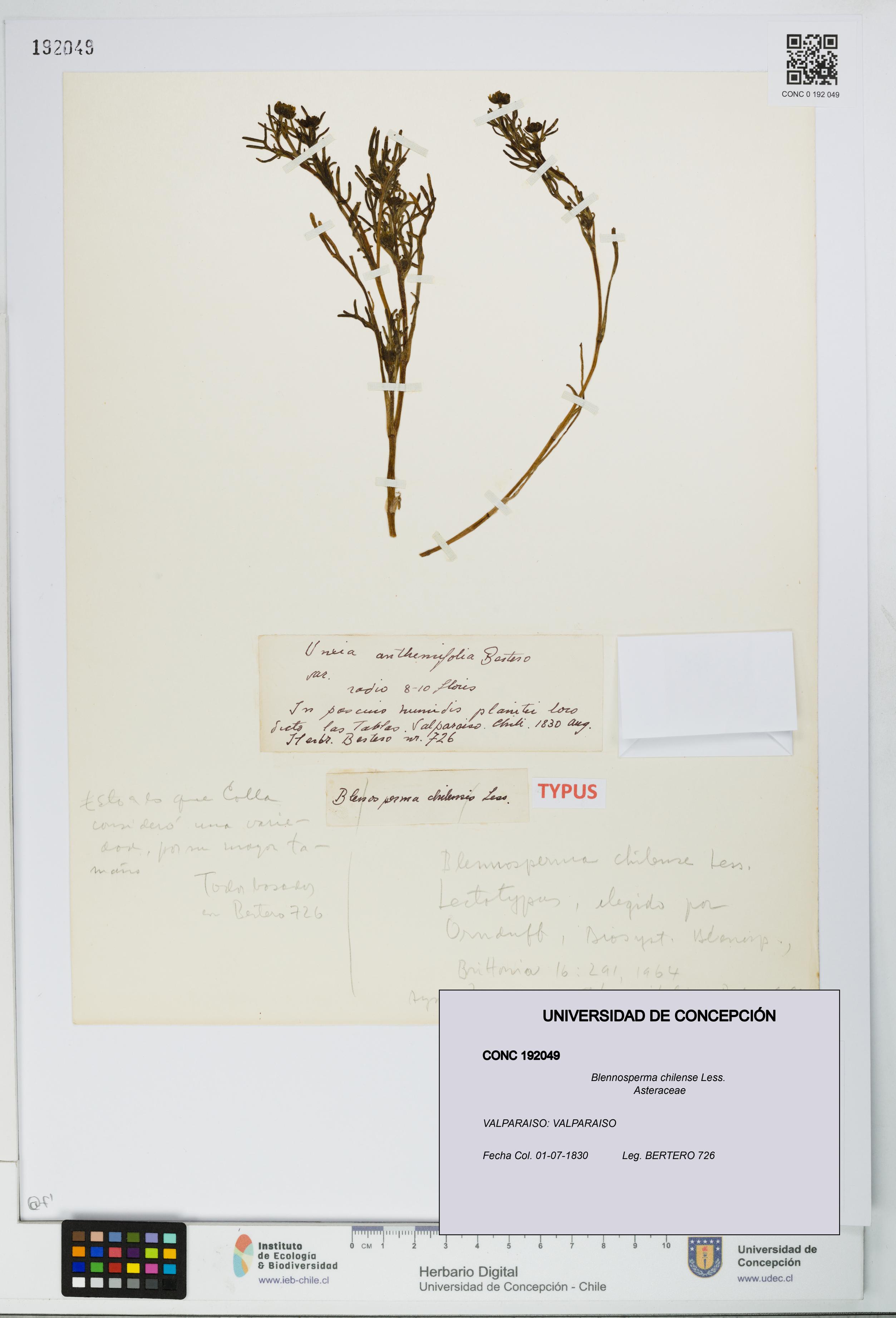 Blennosperma chilense [Espécimen: UDEC:CONC:0192049]