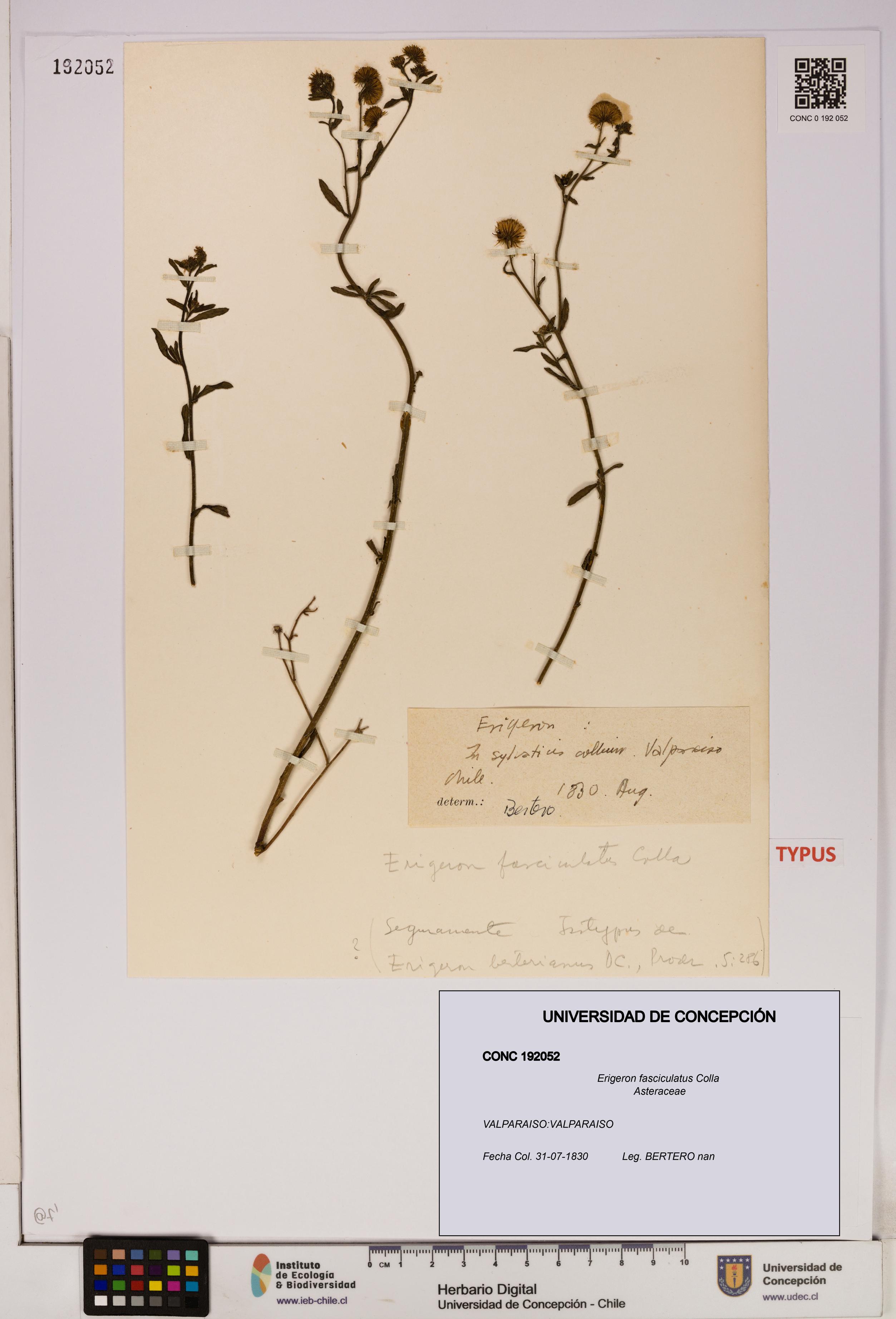 Erigeron fasciculatus [Espécimen: UDEC:CONC:0192052]