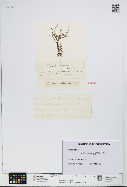 Lasthenia kunthii [Espécimen: UDEC:CONC:0192053]