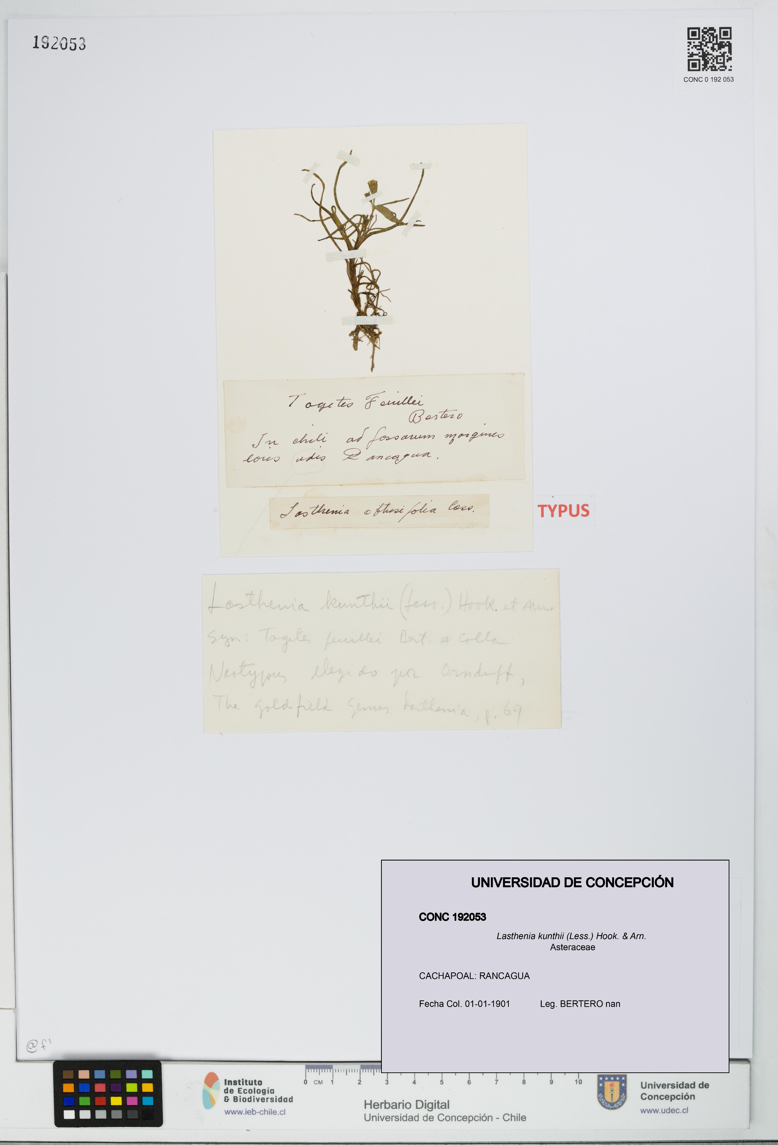 Lasthenia kunthii [Espécimen: UDEC:CONC:0192053]