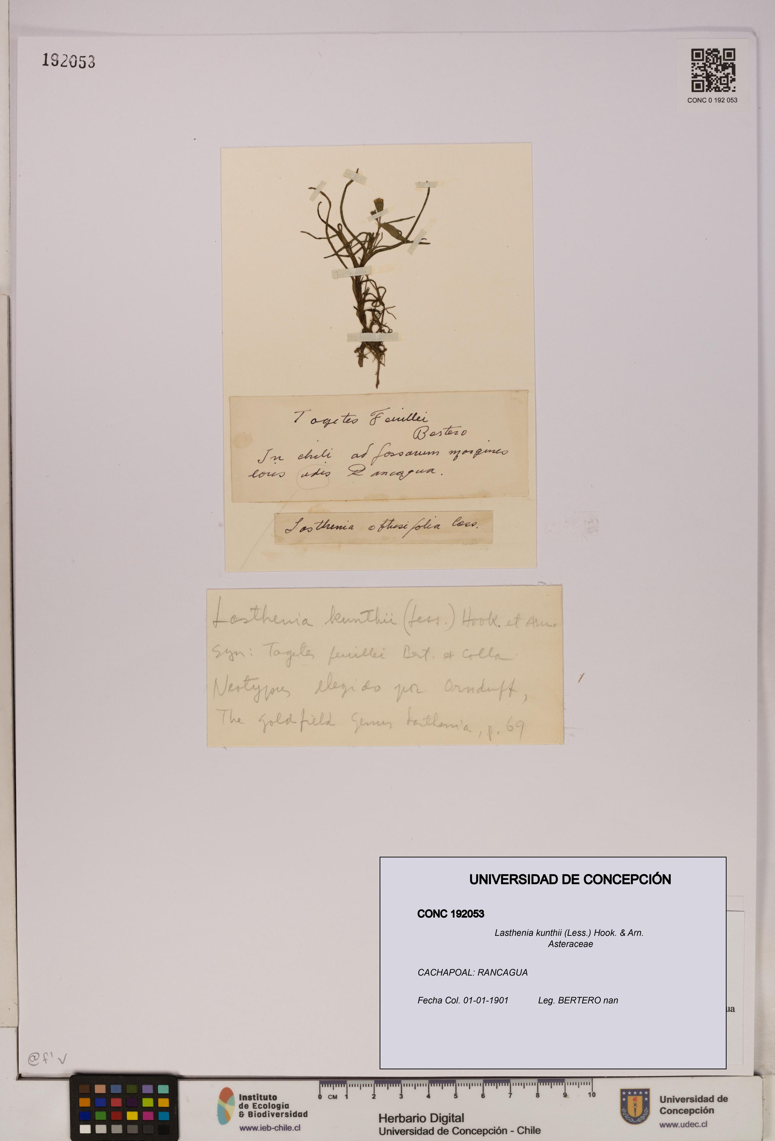 Lasthenia kunthii [Espécimen: ]