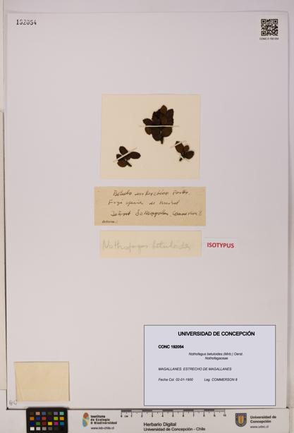 Nothofagus betuloides [Espécimen: UDEC:CONC:0192054]