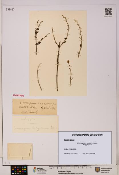 Dinemagonum gayanum [Espécimen: UDEC:CONC:0192055]