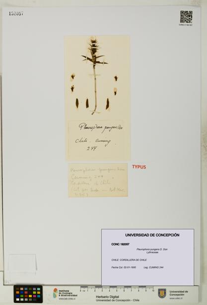 Pleurophora pungens [Espécimen: UDEC:CONC:0192057]