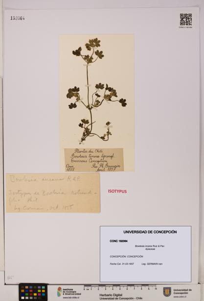 Bowlesia incana [Espécimen: UDEC:CONC:0192064]