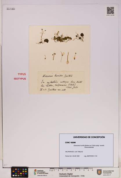 Dioscorea humilis subsp. humilis [Espécimen: UDEC:CONC:0192066]