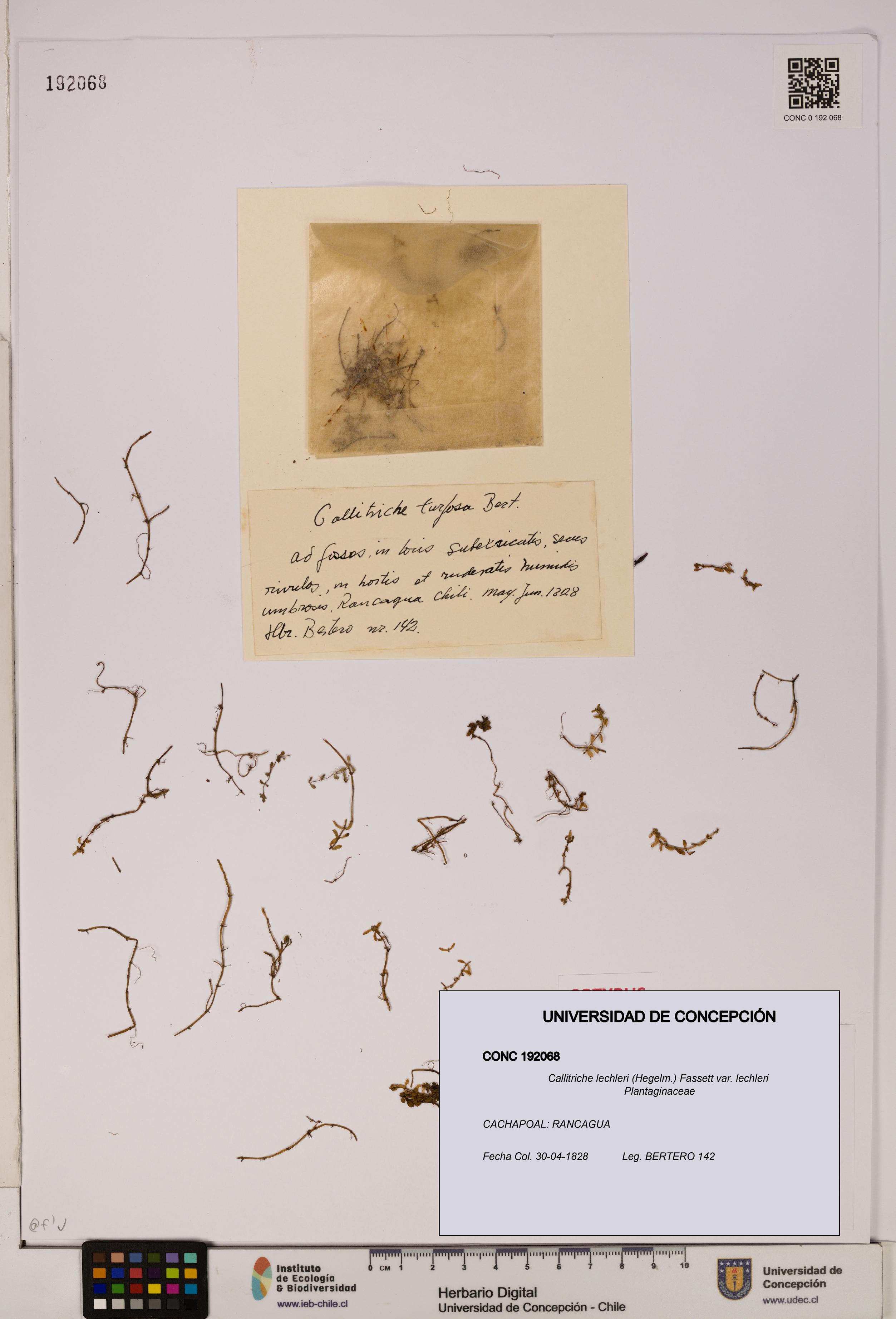 Callitriche lechleri [Espécimen: UDEC:CONC:0192068]