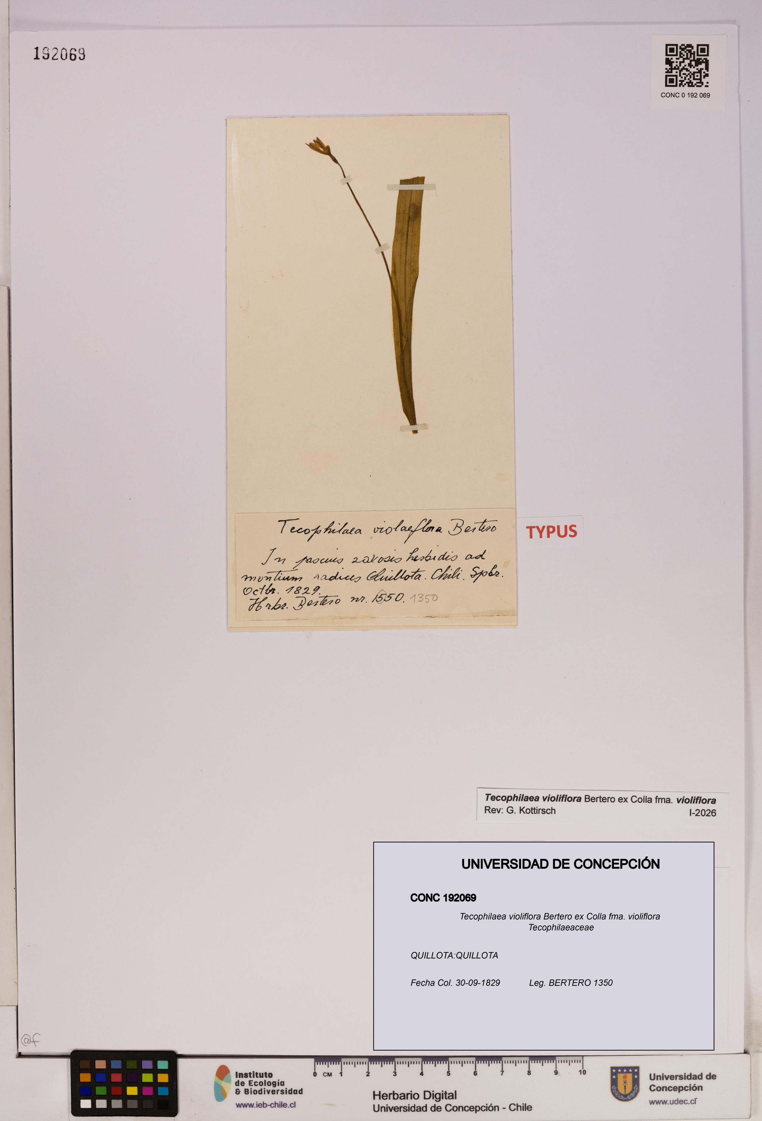 Tecophilaea violiflora fma. violiflora [Espécimen: UDEC:CONC:0192069]