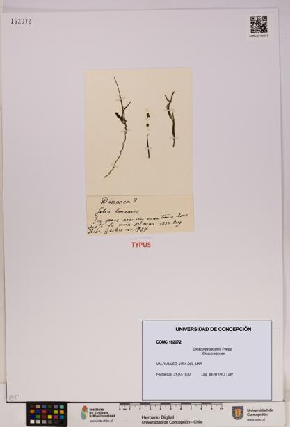 Dioscorea saxatilis [Espécimen: UDEC:CONC:0192072]