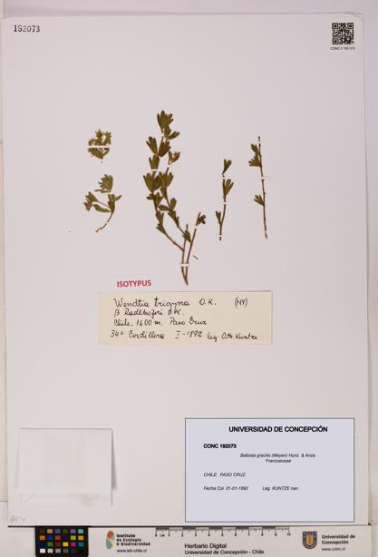 Balbisia gracilis [Espécimen: UDEC:CONC:0192073]